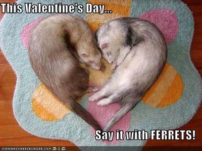 funny-pictures-celebrate-valentines-day-with-ferrets