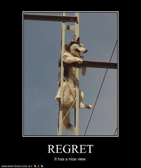 funny-dog-pictures-regret-view